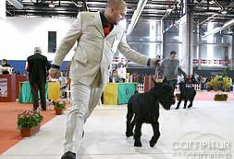 Exposición nacional canina